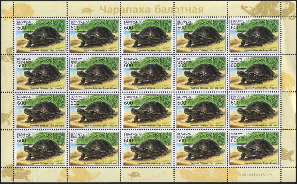 European Pond Turtle (Emys orbicularis)
