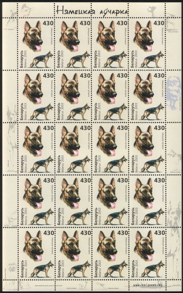 German Shepherd (Canis lupus familiaris)