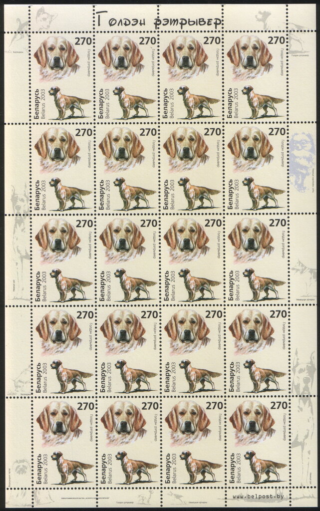 Golden Retriever (Canis lupus familiaris)