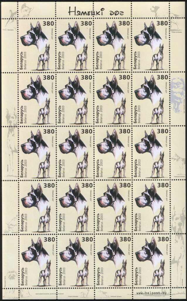 Great Dane (Canis lupus familiaris)