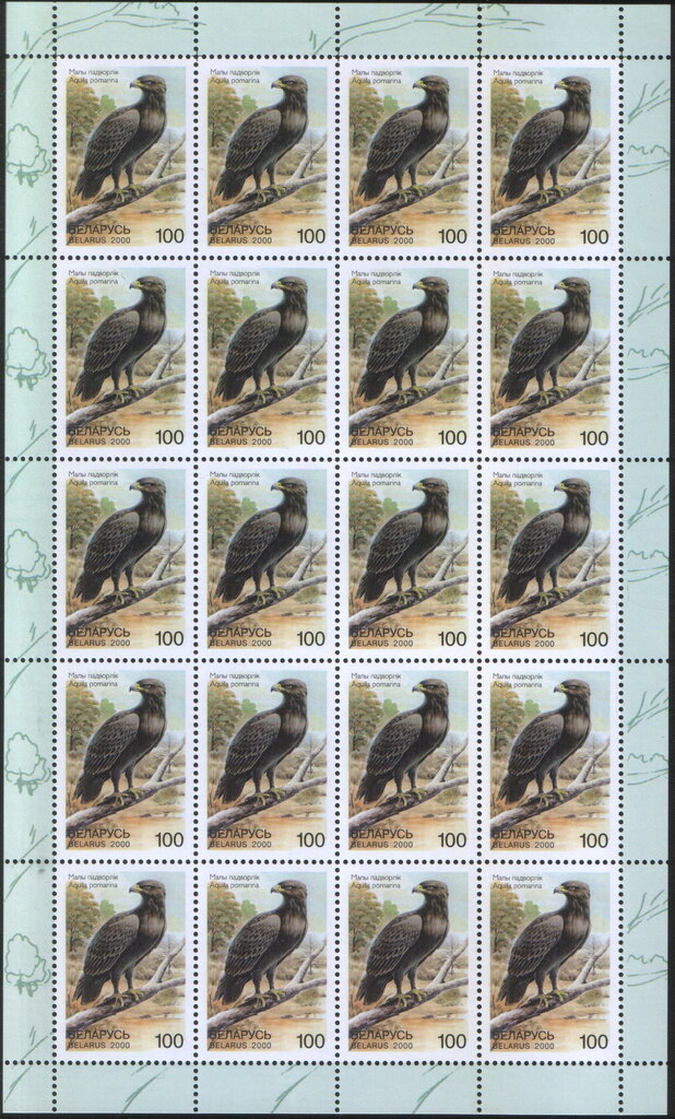Lesser Spotted Eagle (Aquila pomarina)