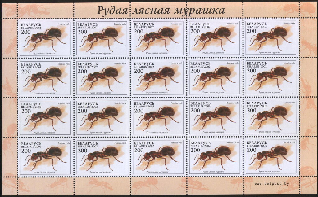 Red Wood Ant (Formica rufa)
