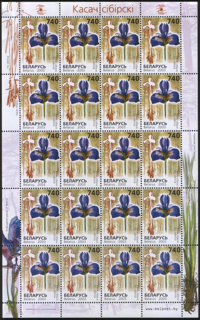 Siberian Iris (Iris sibirica)