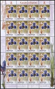 Full Pane, Siberian Iris (Iris sibirica), Belarus,  , Flowers, Plants (Flora)