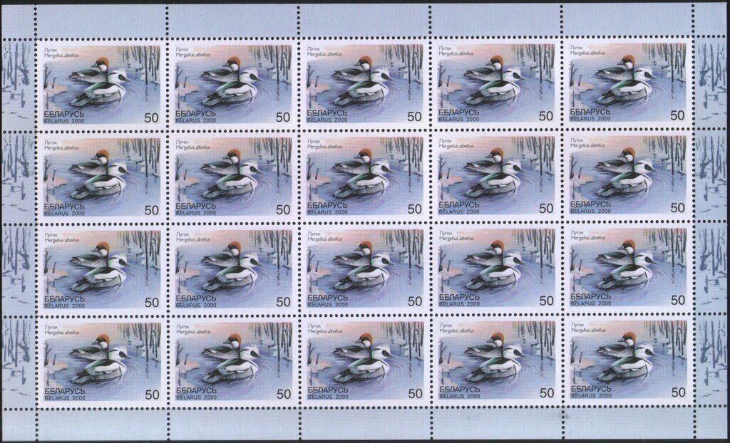 Smew (Mergellus albellus)