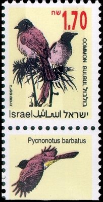 Common Bulbul (Pycnonotus barbatus)