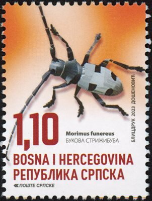 (Morimus funereus)