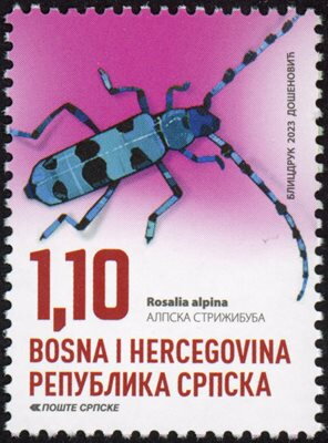 Large Longhorn Beetle (Rosalia alpina)
