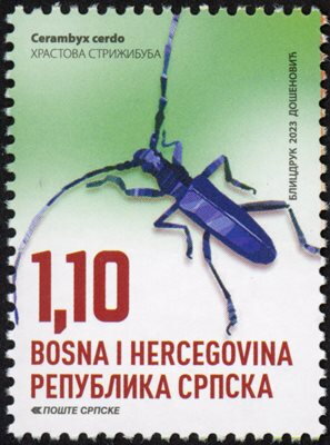 The Great Capricorn Beetle (Cerambyx cerdo)