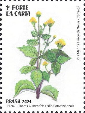 Jambú (Acmella oleracea)