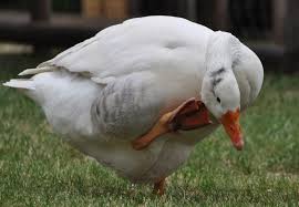 Geese
