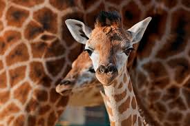 Giraffes