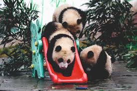 Giant Pandas