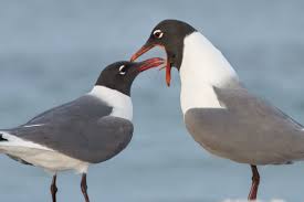 Gulls