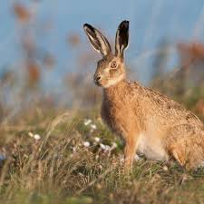Hares