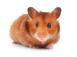 Hamsters