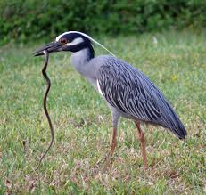 Herons