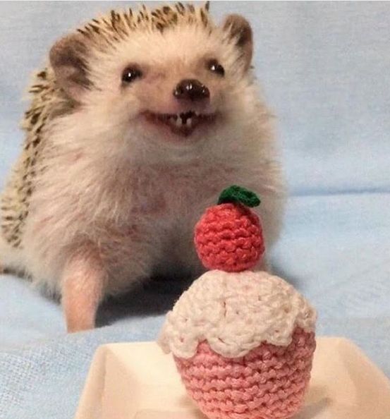 Hedgehogs