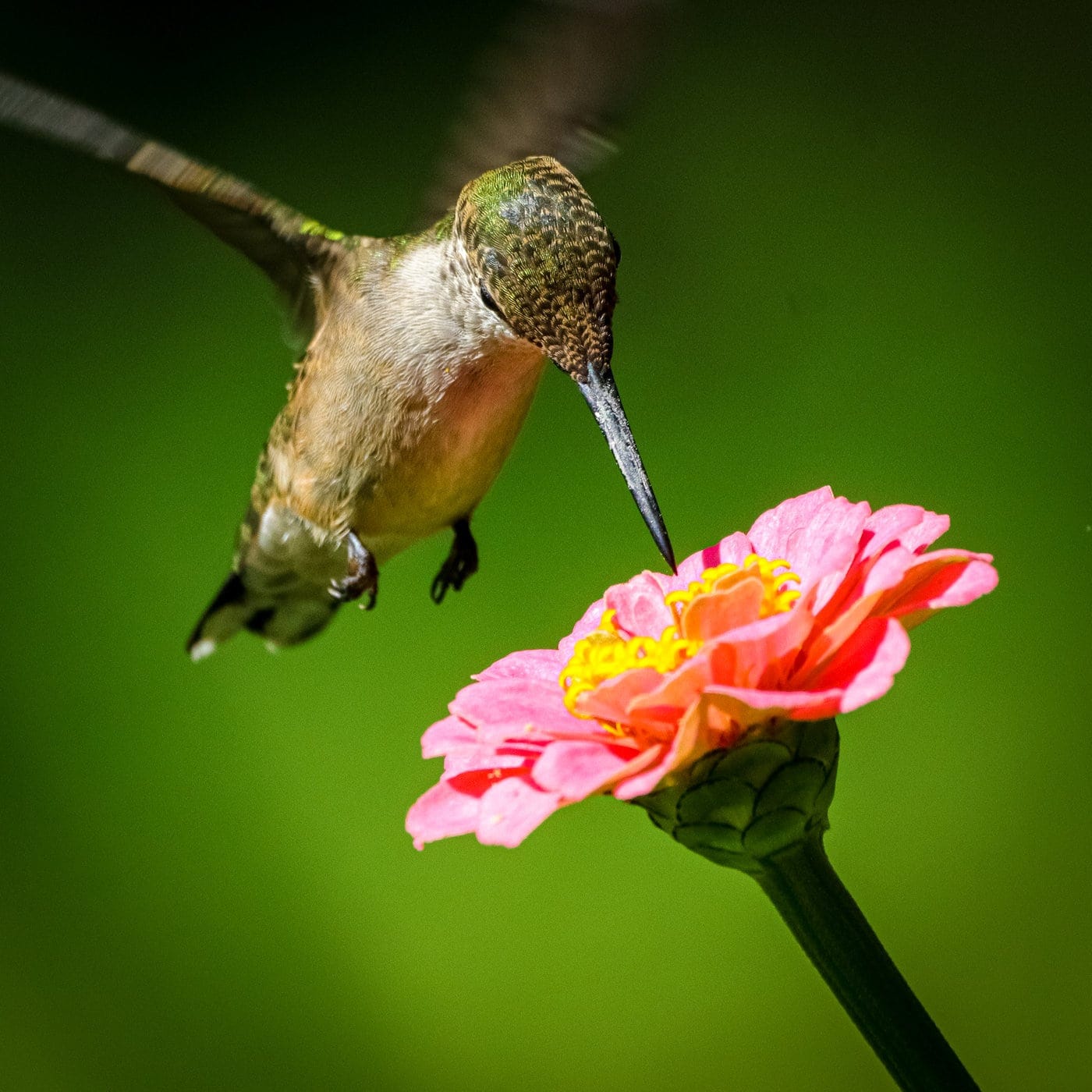 Hummingbirds