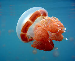Jellyfish