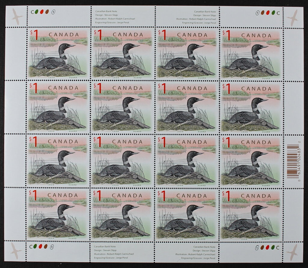 Common Loon (Gavia immer)
