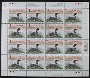 Full Pane, Common Loon (Gavia immer), Canada,  , Animals (Fauna), Birds