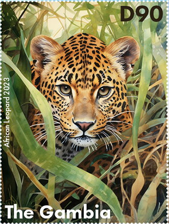 African Leopard