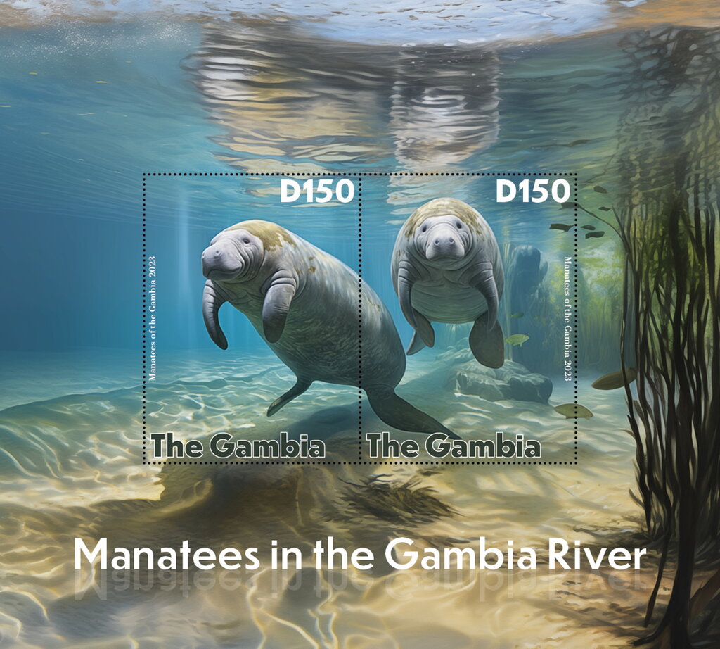 Manatees in the Gambia River