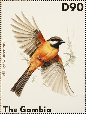 Village Weaver (Ploceus cucullatus)