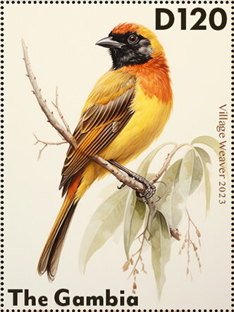 Village Weaver (Ploceus cucullatus)