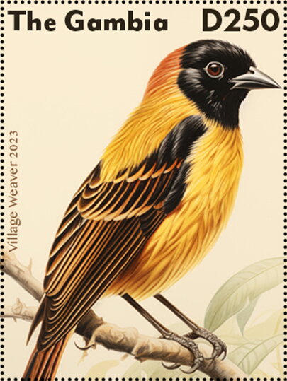 Village Weaver (Ploceus cucullatus)