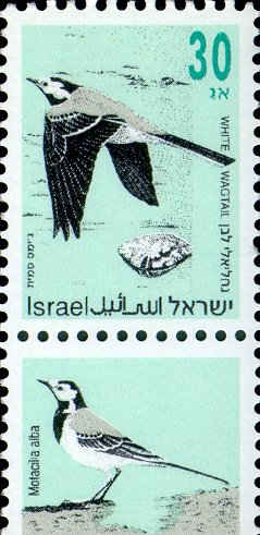 Stamp, White Wagtail (Motacilla alba), Israel,  , Birds, Animals (Fauna)