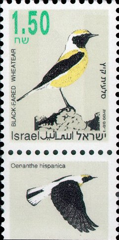 Black-eared Wheatear (Oenanthe hispanica)