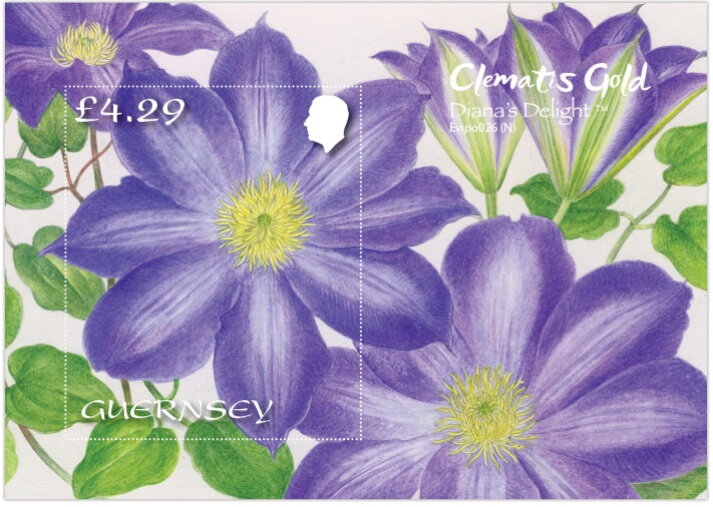 Clematis Gold: Diana's Delight