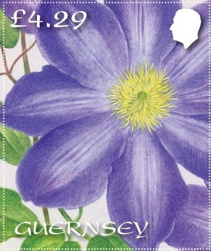 Clematis Gold: Diana's Delight