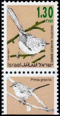 Graceful Prinia (Prinia gracilis)