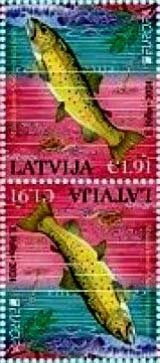 River Trout (Salmo trutta fario)