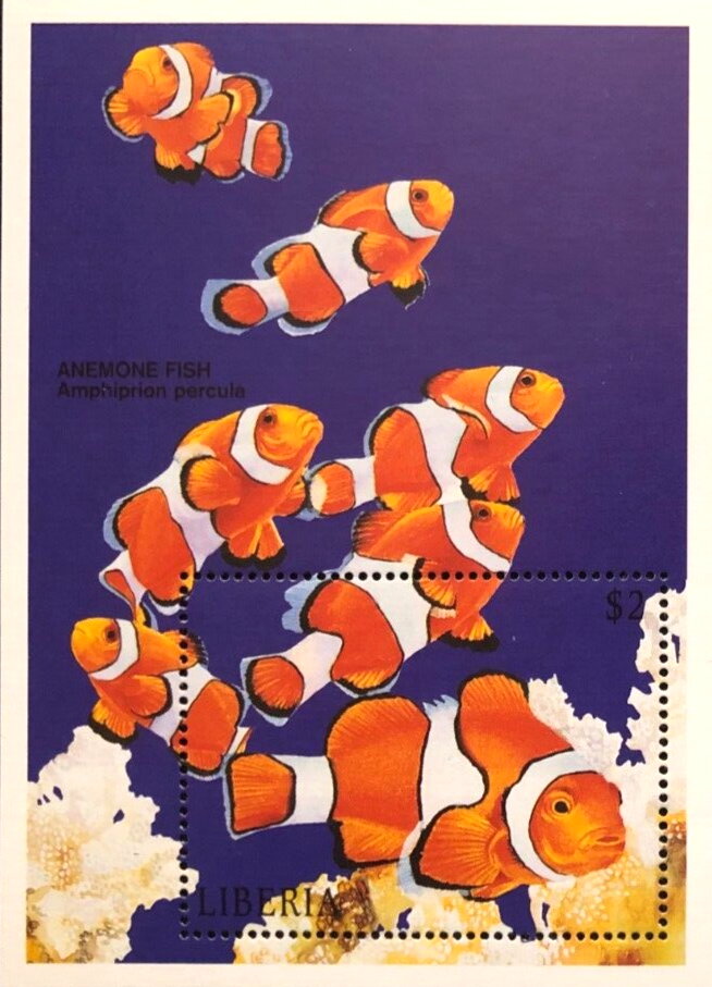 Anemone Fish (Amphiprion percula)