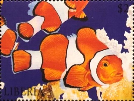Anemone Fish (Amphiprion percula)