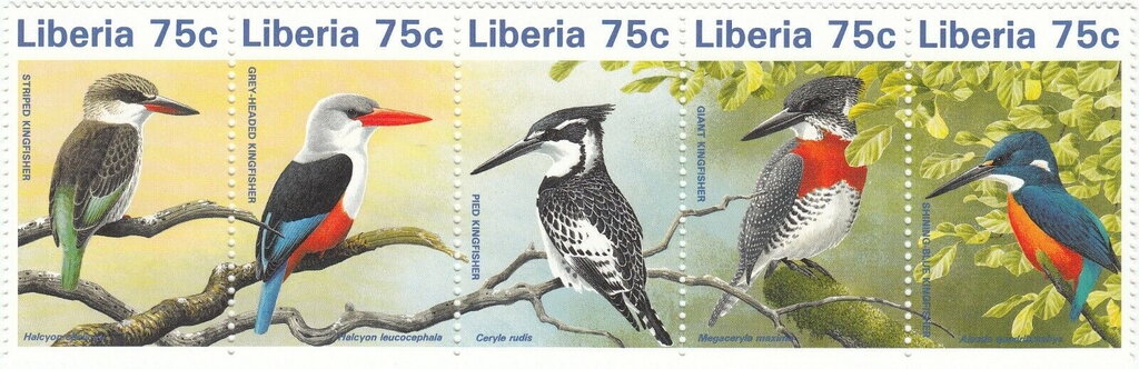 Kingfishers