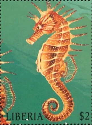 Seahorse