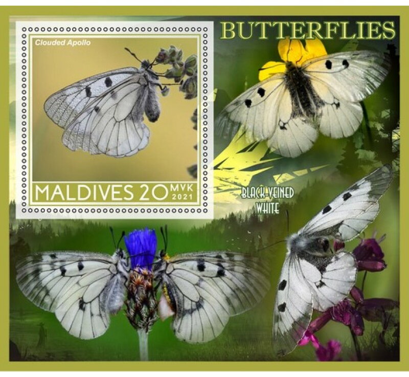 Fauna Butterflies