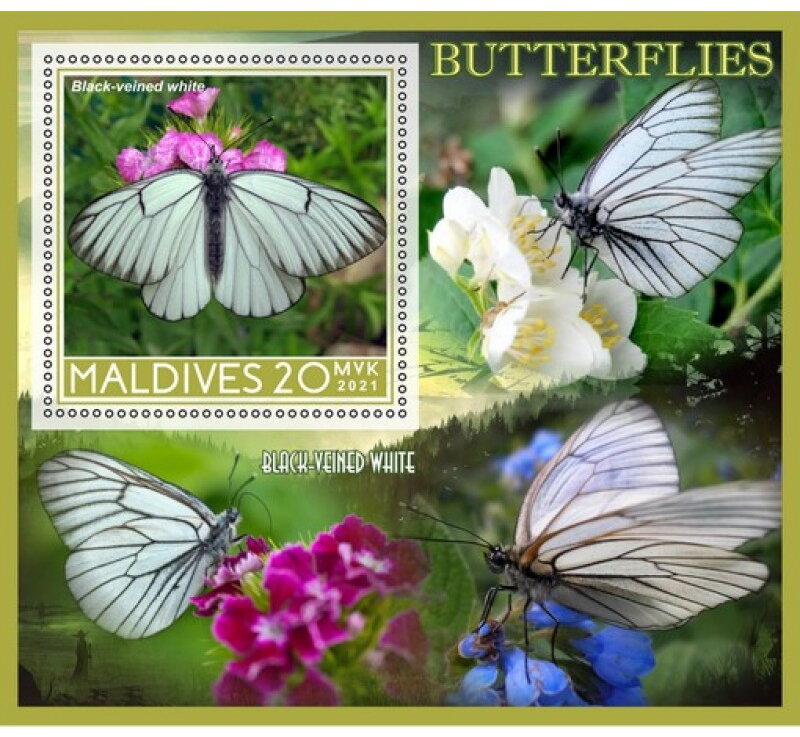 Fauna Butterflies