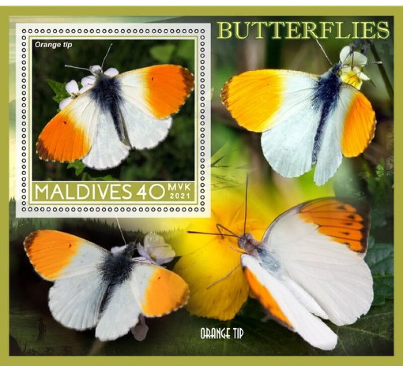 Fauna Butterflies