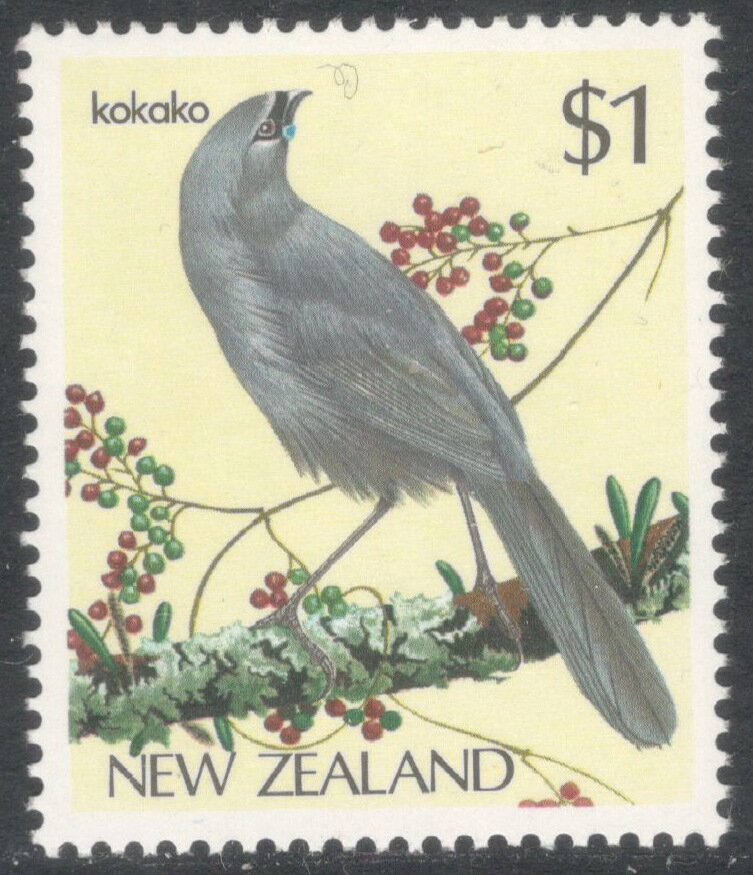 North Island Kokako (Callaeas wilsoni)