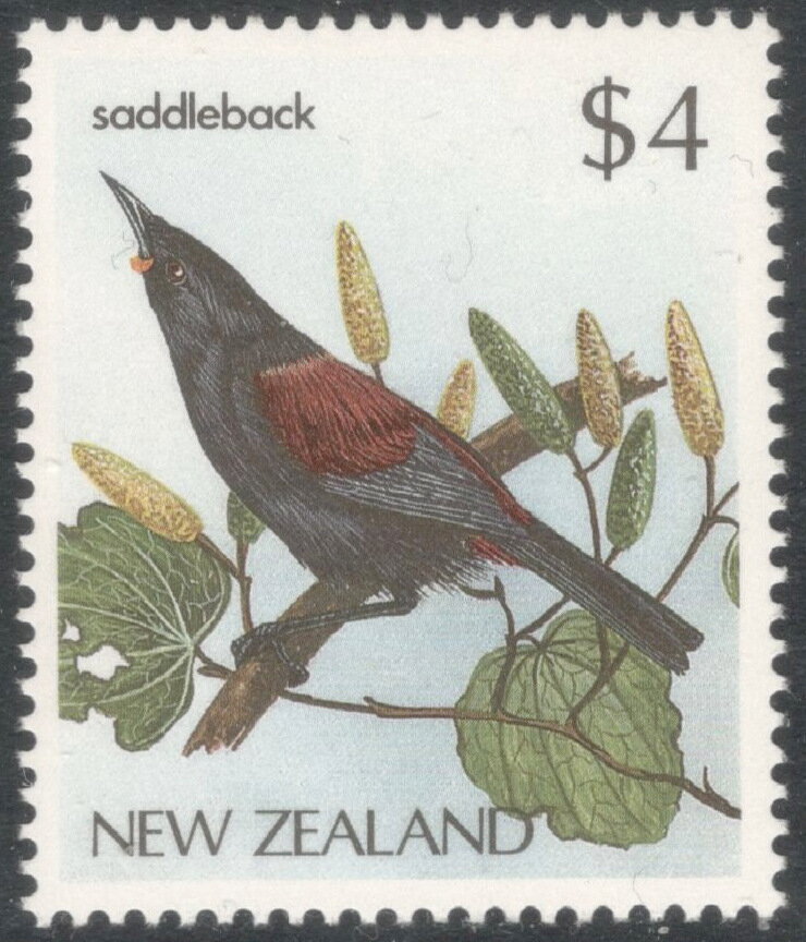 North Island Saddleback (Philesternus rufusater)