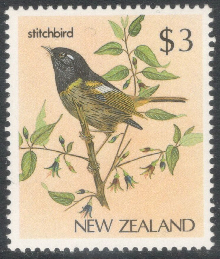 Stitchbird (Notiomystis cincta)