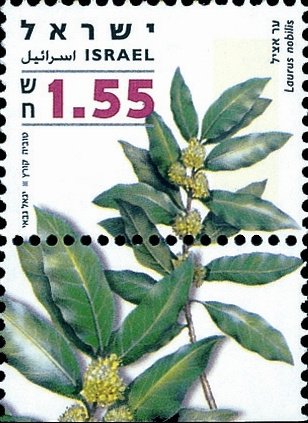 Laurus nobilis
