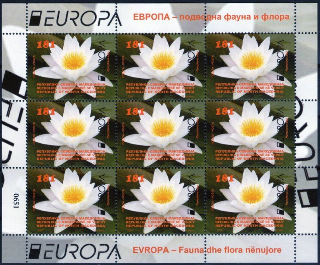 White Water Lily (Nymphaea alba)