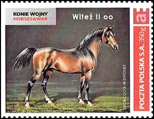 Horses of War Horses&War Witeź II o.o. Zbigniew Kotowski
